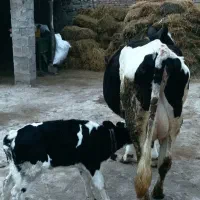 گاوهلشتاین