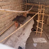 مرغ و جوجه هشت ماهه