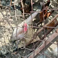 سه تا خروس دوتا قرمز و یکی سفید
