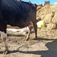 گاوشیری|حیوانات مزرعه|مشگین شهر, |دیوار