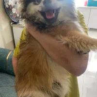 پامرین شیطون