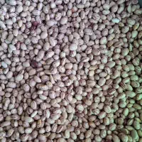 فروش لوبیا چیتی بوجار شده