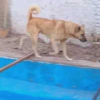 سگ نگهبان|سگ|رباطکریم, رباطکریم|دیوار