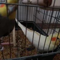 4عروس هلندی و یه دونه جوجه|پرنده|هشتگرد, خور|دیوار