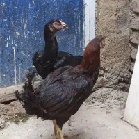 مرغ لاری(معاوضه بامرغ وخروس محلی)