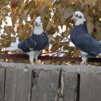 کبوتر شازده،یا ابلغ