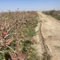 زمین پسته۱۱ هکتاری