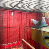 جفت مرغ عشق مولد بشرط