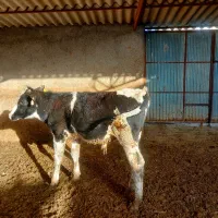 فروش گوساله