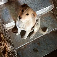 بپچه سگ خانگی دستی