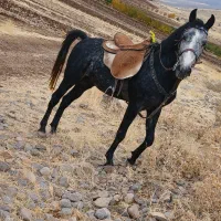 (اسب نریان) مادیان کره