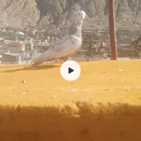 کفتر دم زرد