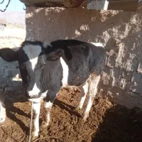 گوساله نر بیضا|حیوانات مزرعه|شیراز, گویم|دیوار