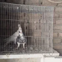 چوچه