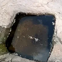 فروش تخم غاز