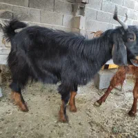 دو عدد بز یک کره نر