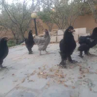مرغ برهما