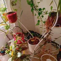 استند قلبی دکوراسیون