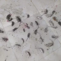 سمپاشی(سم پاشی)ساس سوسک موریانه موش وغیره|خدمات نظافت|ساری, |دیوار