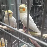 عروس هلندی لوتینو دستی