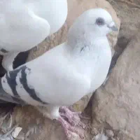 شامی نوک کوتاه