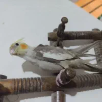 جوجه عروس هلندی .