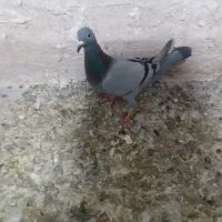 کفتر|پرنده|اردبیل, |دیوار