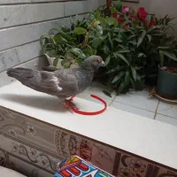 کفتر سرک سبز شهری نر مس هوایی|پرنده|شیراز, پودنک|دیوار