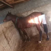 اسب نریان ۱۷ ماهه