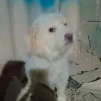 سگ پاکوتاه حرف گوش کن 2عدد