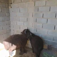 بره نر