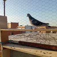 جان اردن|پرنده|اردبیل, |دیوار