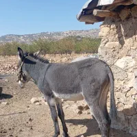 فروش نره خر جوان|حیوانات مزرعه|یاسوج, |دیوار