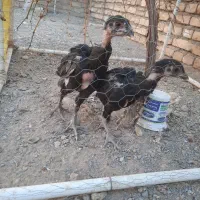 جوجه لاری و مرغ|حیوانات مزرعه|شهرآباد, |دیوار