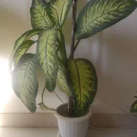 گل دیفن   خیلی زیبا  به دلیل جابجایی فروخته میشود|گل و گیاه طبیعی|سقز, |دیوار