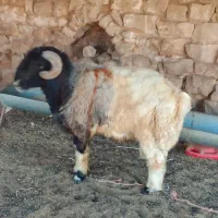 نر میش گوسفند نر