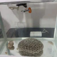 ماهی گوپی|ماهی|بندرعباس, |دیوار