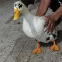 اردک|پرنده|مشهد, فدک|دیوار