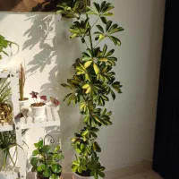 شفلرای ابلق با گلدان سرامیک