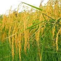 برنج هاشمی درجه یک سورتینگ زده