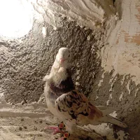 کفتر معاوضه|پرنده|مشکین‌دشت, |دیوار