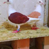 کبوتر گراف نر ماده
