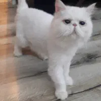 گربه پرشین سوپر فلت