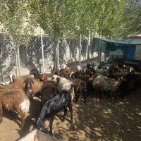 فروش گوسفند ، بره نر و ماده فیروزکوه|حیوانات مزرعه|فیروزکوه, |دیوار