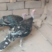 فروش بوقلمون
