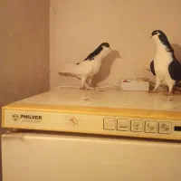 ۴عددسیاهپوش پرشی وجفتی به شرط۳عددخوشرنگ ی چپ سیاه