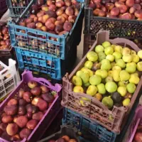انجیر سیاه ممبی  ثبت سفارش