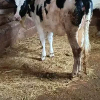 گاو ماده|حیوانات مزرعه|شوط, |دیوار