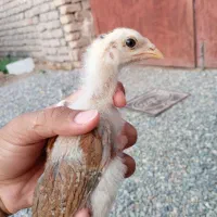 جوجه لاری