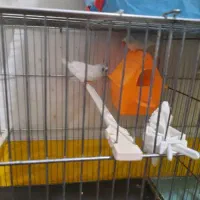 فنچ مولدجوان|پرنده|شاهرود, |دیوار